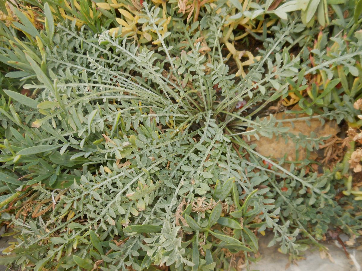 Centaurea paniculata L. subsp. subciliata (DC.) Arrigoni